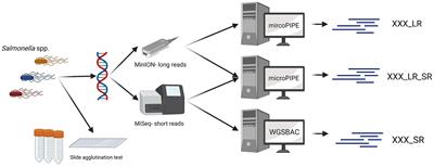 Oxford nanopore technologies—a valuable tool to generate whole-genome sequencing data for in silico serotyping and the detection of genetic markers in Salmonella